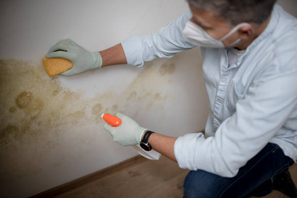 Best Mold Removal Near Me  in Vista Santa Rosa, CA